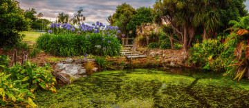 Картинка природа парк пруд