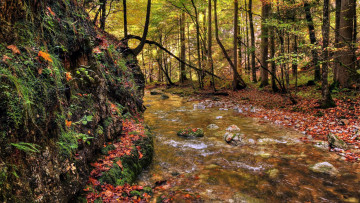 Картинка природа реки озера река лес