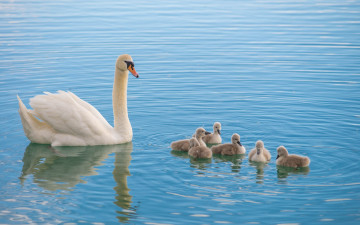 Картинка животные лебеди малыши лебедь семья