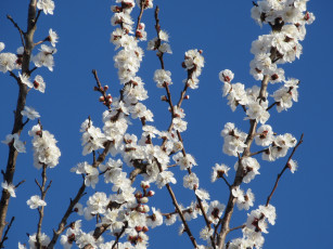 Картинка цветы цветущие+деревья+ +кустарники абрикос