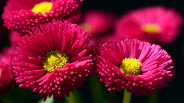 Картинка цветы маргаритки розовые макро