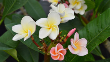 обоя цветы, плюмерия, белая, бутоны