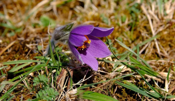 Картинка цветы анемоны +сон-трава сон-трава