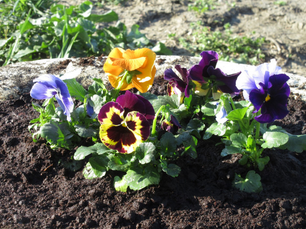 Обои картинки фото цветы, анютины глазки , садовые фиалки, анютины, глазки