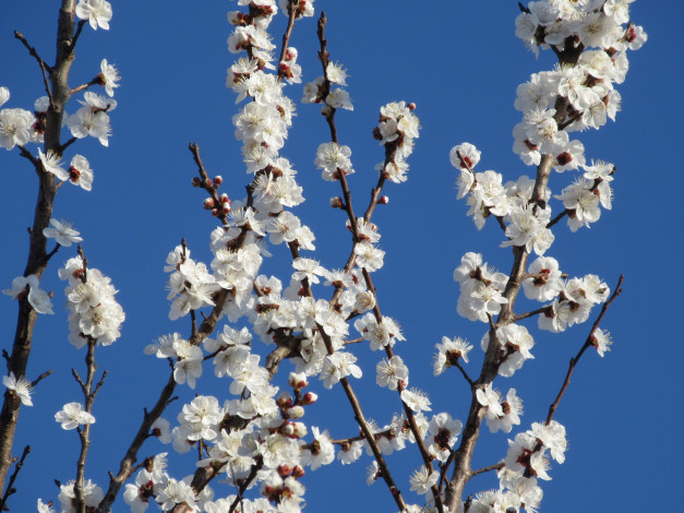 Обои картинки фото цветы, цветущие деревья ,  кустарники, абрикос