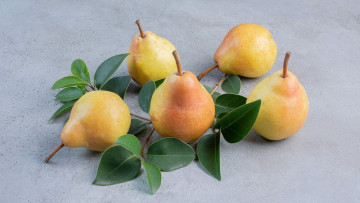 Картинка еда груши листья спелые