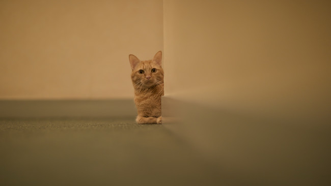 Обои картинки фото животные, коты, кот, кошка