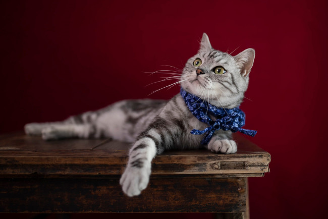 Обои картинки фото животные, коты, кот, кошка