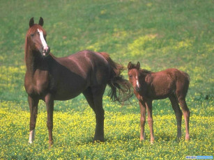 Картинка животные лошади