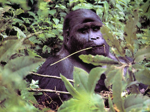 Картинка животные обезьяны