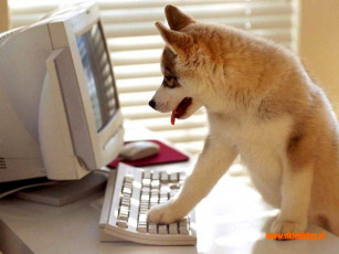 Картинка животные собаки