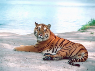 Картинка животные тигры