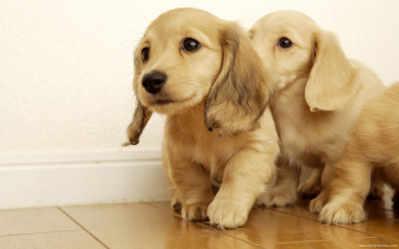 Картинка животные собаки