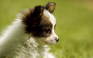 Картинка животные собаки