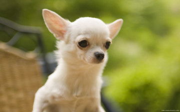 Картинка животные собаки