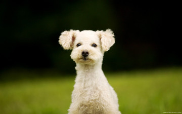 Картинка животные собаки