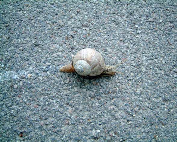 Обои картинки фото животные, улитки