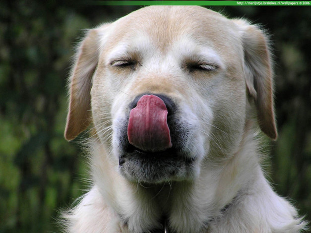 Обои картинки фото животные, собаки