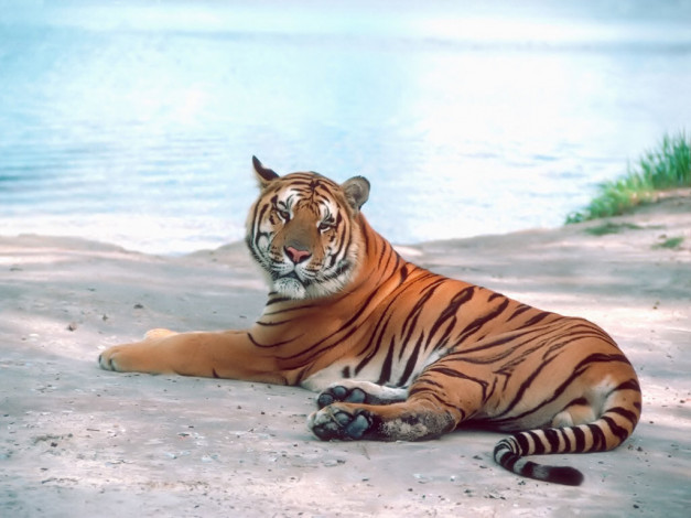 Обои картинки фото животные, тигры