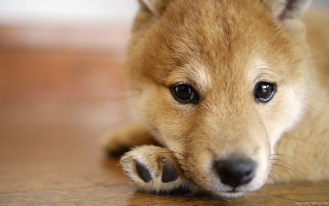 Обои картинки фото животные, собаки