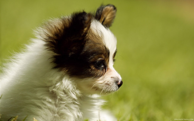 Обои картинки фото животные, собаки