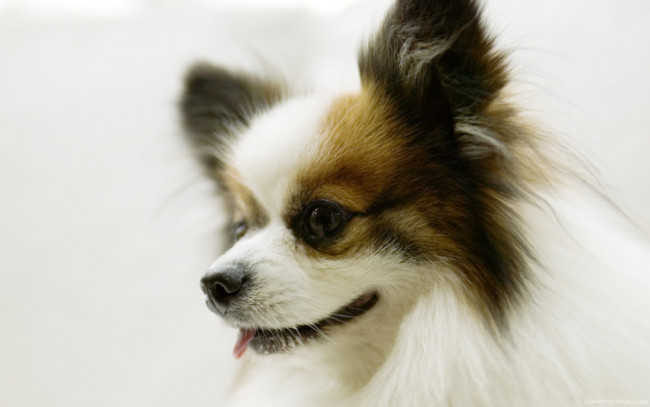 Обои картинки фото животные, собаки