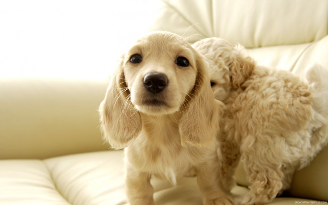 Обои картинки фото животные, собаки