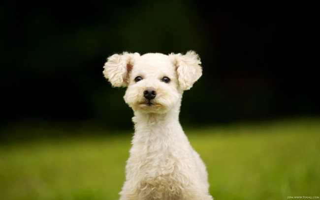 Обои картинки фото животные, собаки