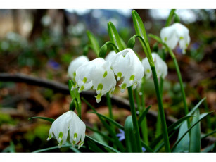 Картинка цветы подснежники белоцветник