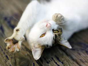 Картинка животные коты