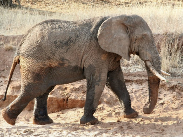 Обои картинки фото животные, слоны