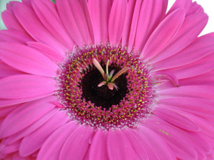 Картинка цветы герберы