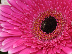 Картинка цветы герберы