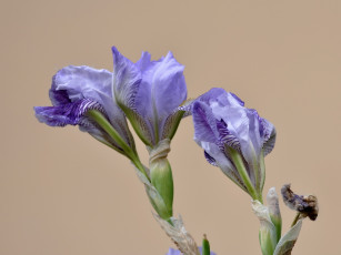 Картинка цветы ирисы