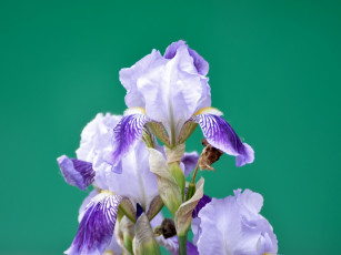обоя цветы, ирисы