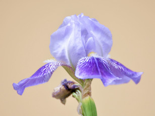 обоя цветы, ирисы