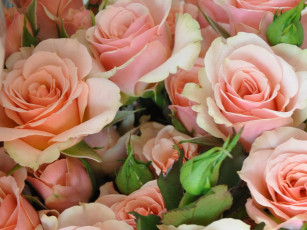 Картинка цветы розы