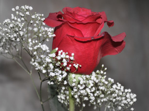 Картинка цветы розы