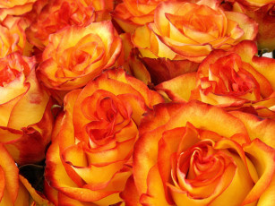 Картинка цветы розы