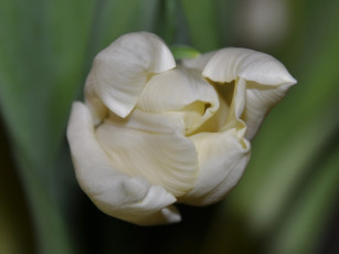 Картинка цветы тюльпаны