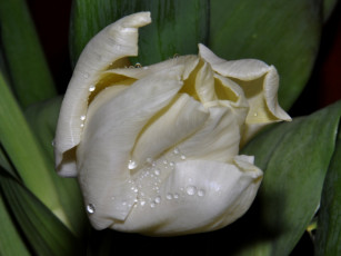 Картинка цветы тюльпаны