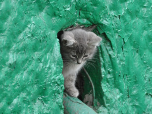 Картинка животные коты