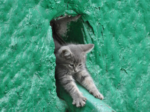 Картинка животные коты