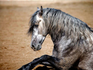 Картинка животные лошади