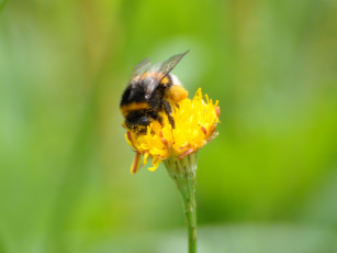 Картинка животные пчелы осы шмели