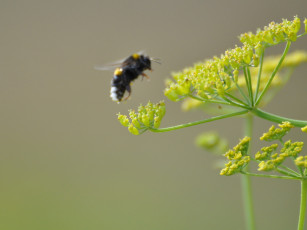 Картинка животные пчелы осы шмели