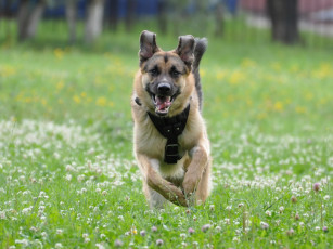 Картинка животные собаки