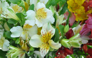 Картинка цветы альстромерия