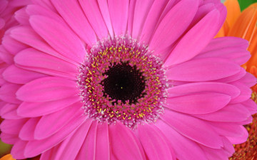 Картинка цветы герберы