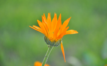 Картинка цветы календула